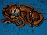 ball-python2.jpg image by forjj911